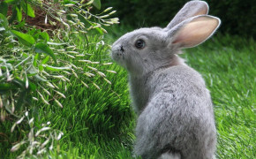 Forest Rabbit 07908