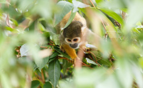 Squirrel Monkey Desktop Wallpaper 79930