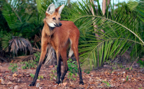 Maned Wolf Background HD Wallpapers 74902