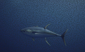Tuna Fish Wallpaper 1920x1080 81766