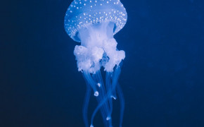 Jellyfish Wallpaper 77178
