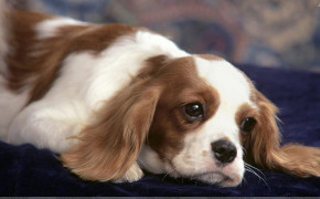 King Charles Spaniel Background Wallpapers 77327