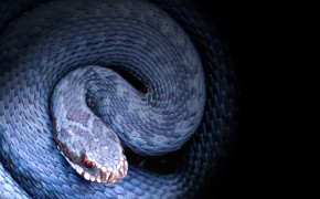 Viper Snake Wallpaper 2560x1600 81832