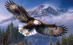 Bald Eagle HD Background Wallpaper 74179