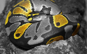 Python Snake Background Wallpaper 75647