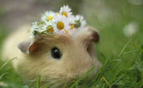 Guinea Pig HD Wallpapers 76444