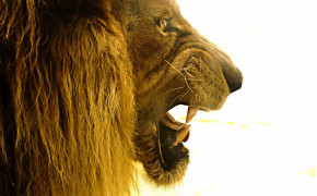 Lion Roar Pictures 07977