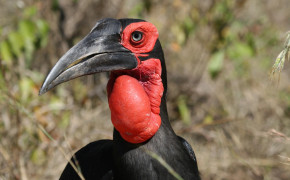 Southern Ground Hornbill Wallpapers Full HD 79729