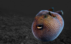 Pufferfish High Definition Wallpaper 77858