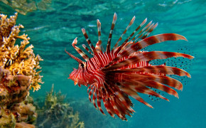 Lionfish Wallpapers Full HD 77798
