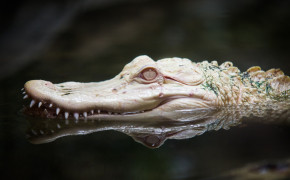 Alligator Desktop Wallpaper 73530