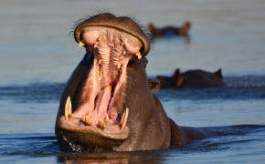 Hippo Background HD Wallpapers 76688