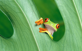 Red Eyed Tree Frog Desktop HD Wallpaper 78177