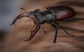 Stag Beetle HD Desktop Wallpaper 79961