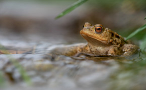 American Toad HD Wallpapers 73726