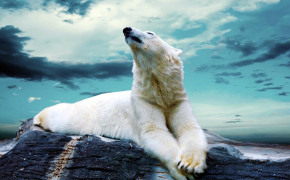 White Polar Bear Wallpaper 1920x1080 82041