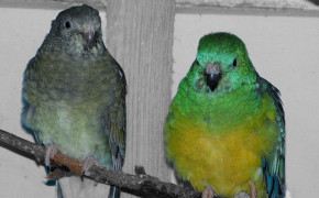 Red Rumped Parrot High Definition Wallpaper 78391