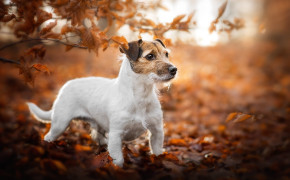 Jack Russell Terrier Desktop Widescreen Wallpaper 77095