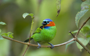 Tanager Widescreen Wallpapers 80399