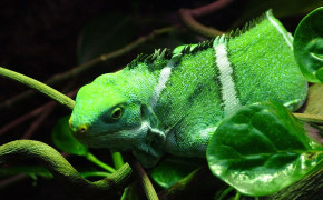 Green Iguana HD Wallpapers 76297