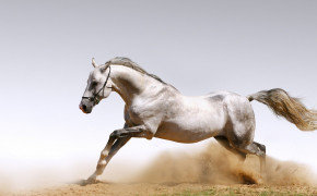 Arabian Horse Best HD Wallpaper 76057
