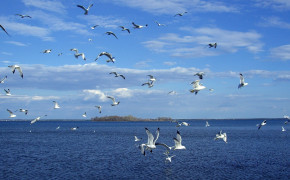 Seagull Background HD Wallpapers 79164