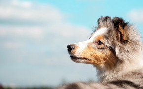 Rough Collie Background HD Wallpapers 78733