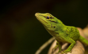 Anole Wallpapers Full HD 73854