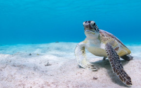 Sea Turtle HD Desktop Wallpaper 79143