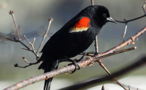 Red Winged Blackbird Background HD Wallpapers 78436