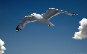 Seagull High Definition Wallpaper 79176