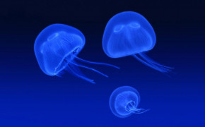 Jellyfish HD Wallpaper 77174