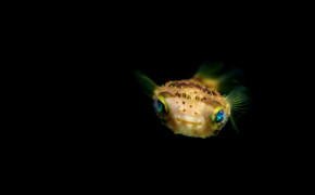 Pufferfish HD Desktop Wallpaper 77855