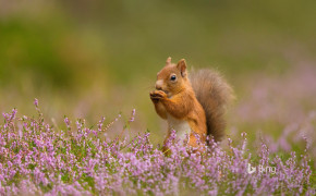 Red Squirrel HD Background Wallpaper 78236