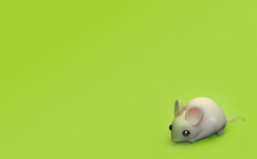 Mouse HQ Background Wallpaper 75289