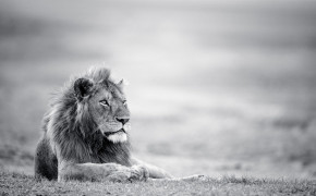 Lion Black And White Widescreen Wallpapers 07969