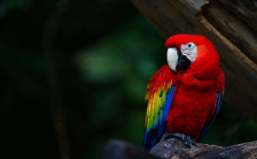Red And Green Macaw HD Background Wallpaper 78253