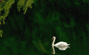 Swan Best Wallpaper 80271