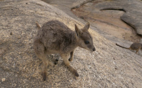 Rock Wallaby Background HD Wallpapers 78599