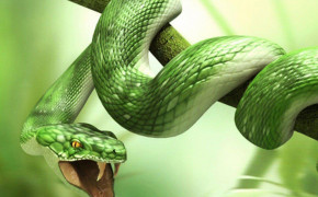 Viper Snake Best HD Wallpaper 75842