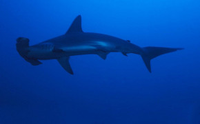 Hammerhead Shark Wallpaper HD 76515