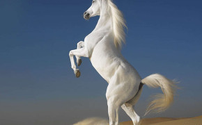 Arabian Horse High Definition Wallpaper 76066