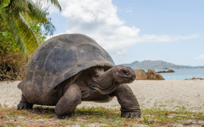 Aldabra Giant Tortoise Background HD Wallpapers 73505