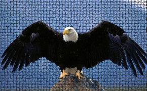 Vulture Best HD Wallpaper 75861