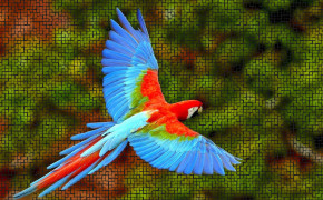 Scarlet Macaw Wallpaper 78985