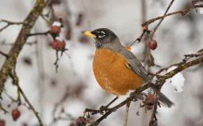 American Robin Background Wallpapers 73698