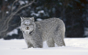 Lynx Background Wallpapers 74623