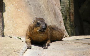 Rock Hyrax Background HD Wallpapers 78562