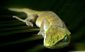 Green Anole Background HD Wallpapers 76250
