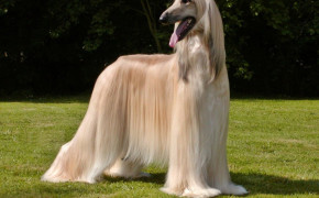 Afghan Hound Background Wallpapers 73353